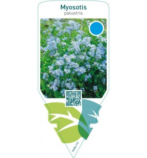 Myosotis palustris