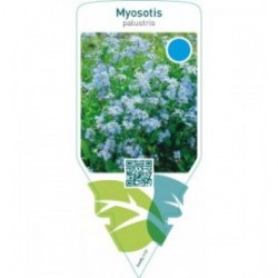Myosotis palustris
