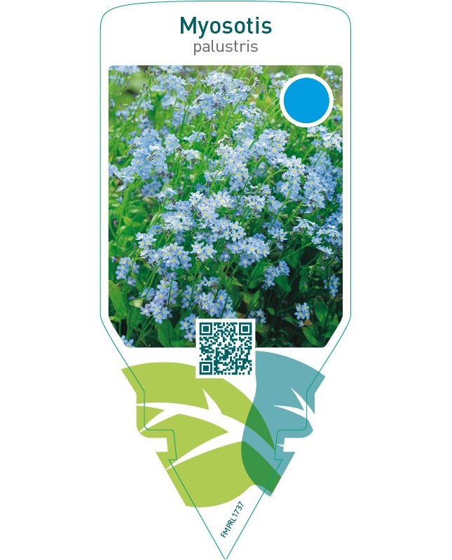 Myosotis palustris