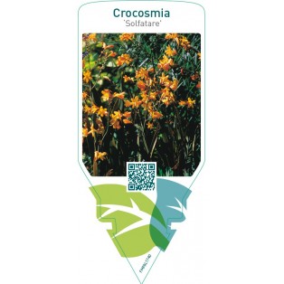 Crocosmia ‘Solfatare’
