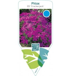 Phlox (D) ‘Crackerjack’