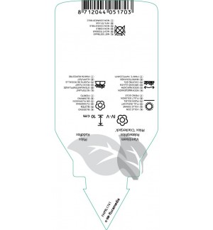 Etichette di Phlox (D) ‘Crackerjack’ *