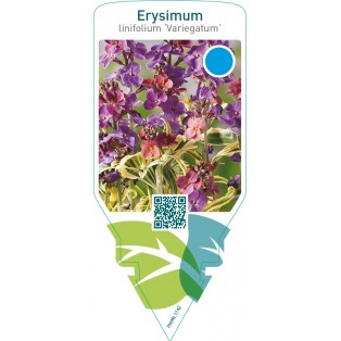 Erysimum linifolium ‘Variegatum’