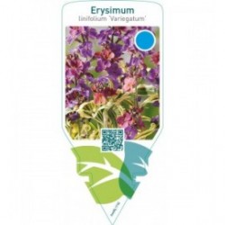 Erysimum linifolium ‘Variegatum’