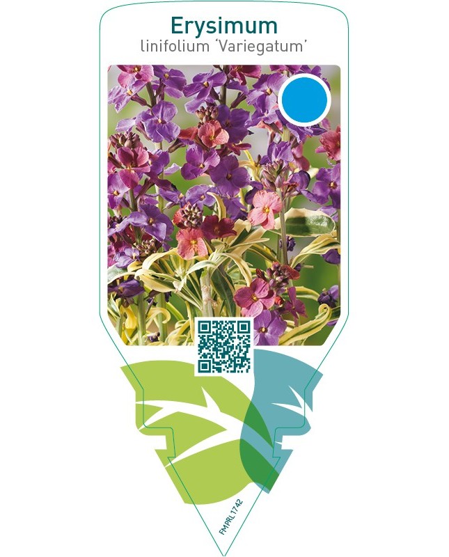 Erysimum linifolium ‘Variegatum’