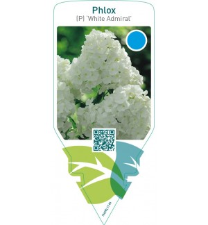 Phlox (P) ‘White Admiral’