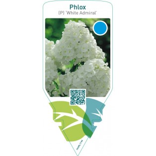 Phlox (P) ‘White Admiral’