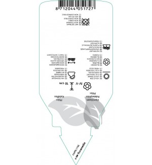 Etichette di Phlox (D) ‘Lilac Cloud’ *