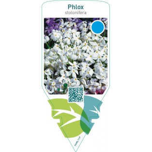 Phlox stolonifera