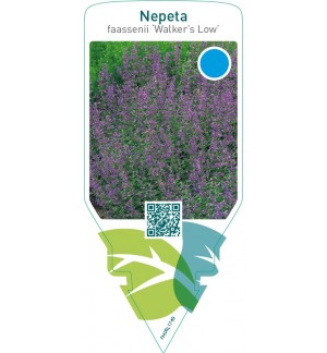 Nepeta faassenii ‘Walker’s Low’