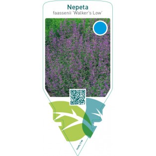 Nepeta faassenii ‘Walker’s Low’