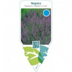 Nepeta faassenii ‘Walker’s Low’