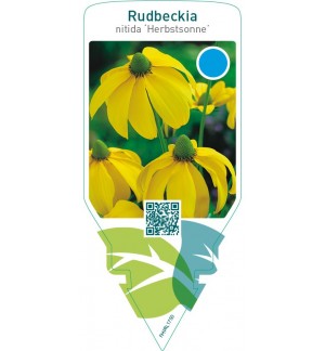 Rudbeckia nitida ‘Herbstsonne’