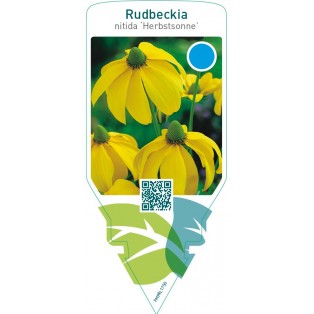 Rudbeckia nitida ‘Herbstsonne’
