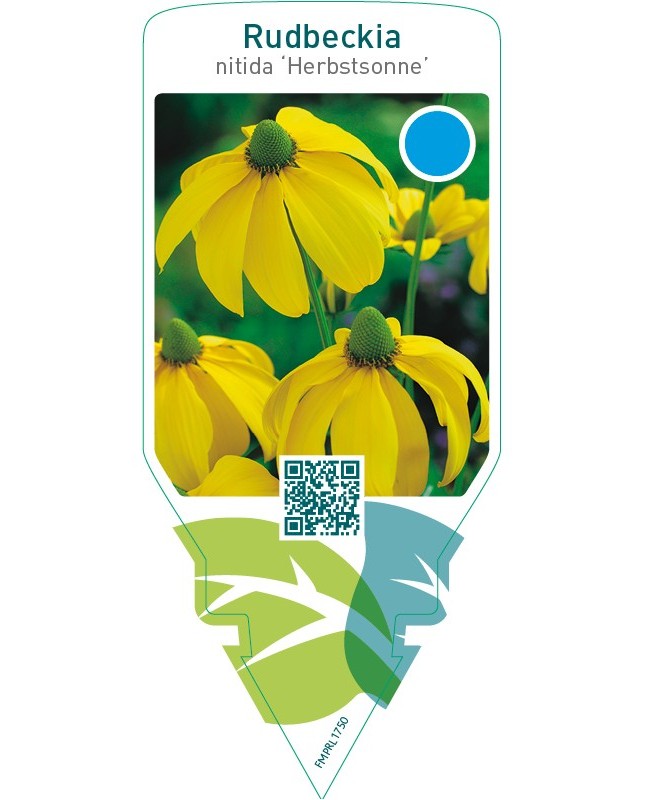 Rudbeckia nitida ‘Herbstsonne’