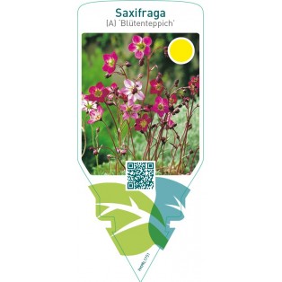 Saxifraga (A) ‘Blütenteppich’