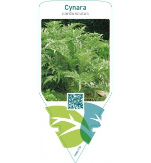 Cynara cardunculus