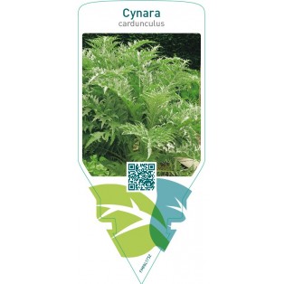 Cynara cardunculus