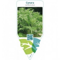 Cynara cardunculus