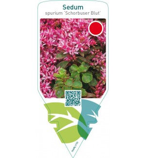 Sedum spurium ‘Schorbuser Blut’