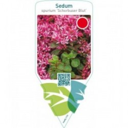 Sedum spurium ‘Schorbuser Blut’