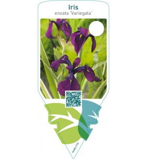 Iris ensata ‘Variegata’