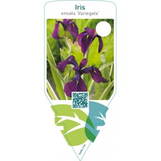 Iris ensata ‘Variegata’