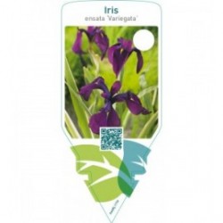 Iris ensata ‘Variegata’