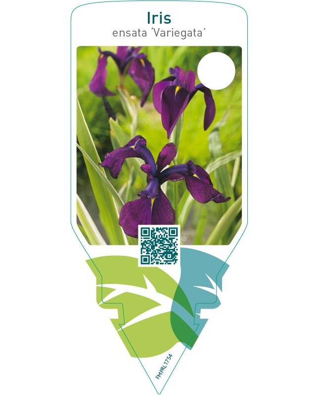Iris ensata ‘Variegata’