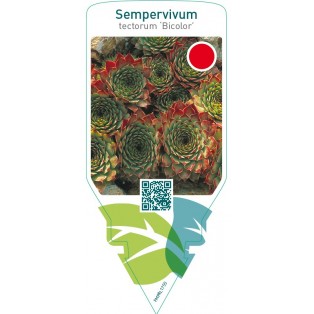 Sempervivum tectorum ‘Bicolor’