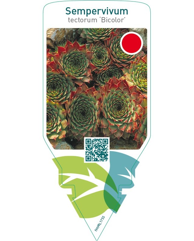 Sempervivum tectorum ‘Bicolor’