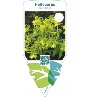 Helleborus multifidus