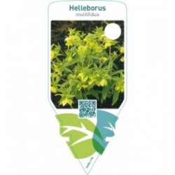 Helleborus multifidus