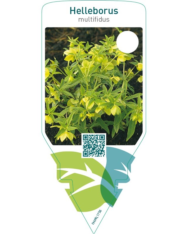 Helleborus multifidus