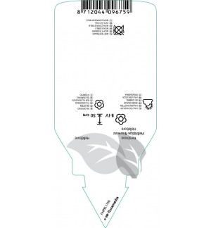 Etichette di Helleborus multifidus *
