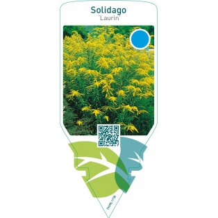 Solidago ‘Laurin’