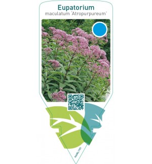 Eupatorium maculatum ‘Atropurpureum’