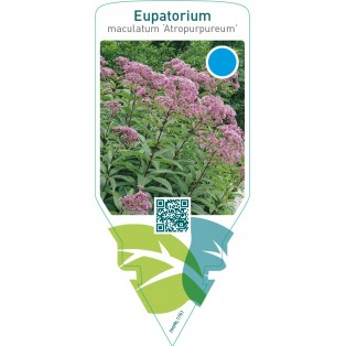 Eupatorium maculatum ‘Atropurpureum’