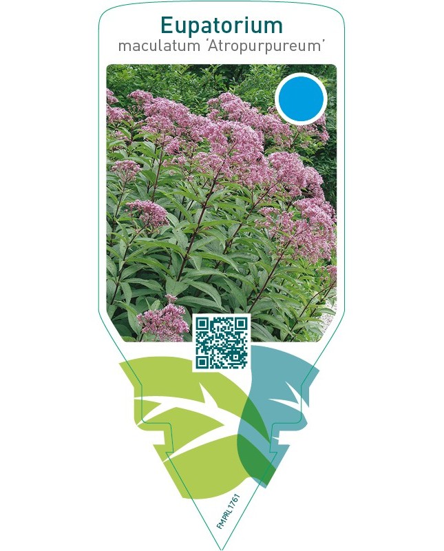 Eupatorium maculatum ‘Atropurpureum’