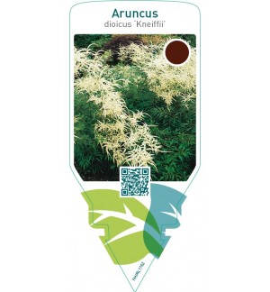 Aruncus dioicus ‘Kneiffii’
