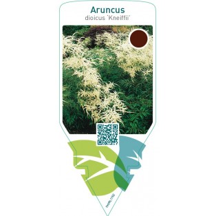 Aruncus dioicus ‘Kneiffii’