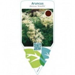 Aruncus dioicus ‘Kneiffii’