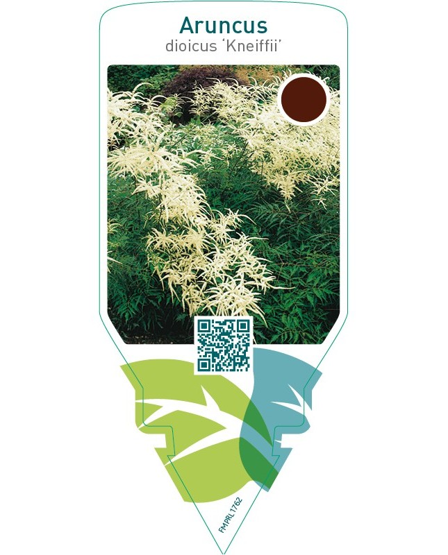 Aruncus dioicus ‘Kneiffii’