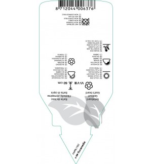 Etichette di Aruncus dioicus ‘Kneiffii’ *