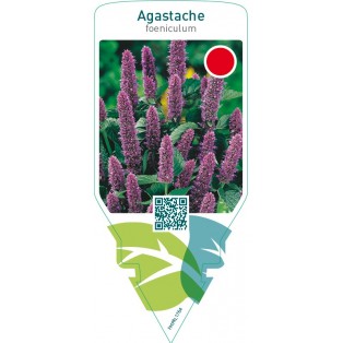 Agastache foeniculum