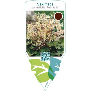Saxifraga cortusifolia ‘Rubrifolia’