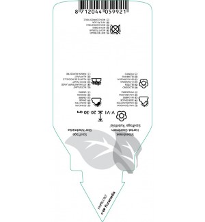 Etichette di Saxifraga cortusifolia ‘Rubrifolia’ *