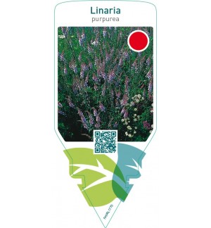 Linaria purpurea