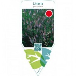 Linaria purpurea