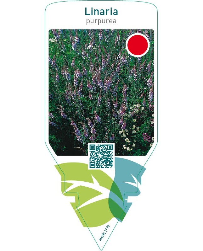 Linaria purpurea